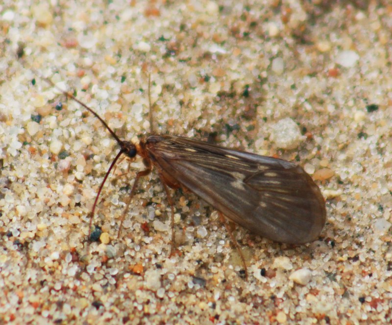 Ручейники (Trichoptera)