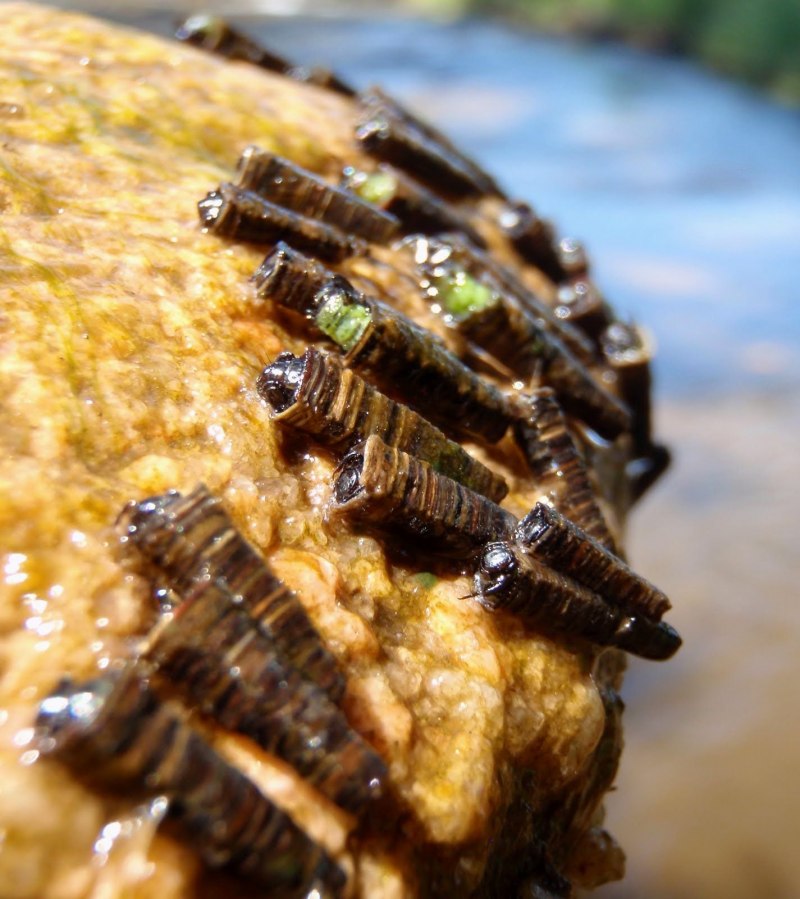 Нимфа Caddis Larva