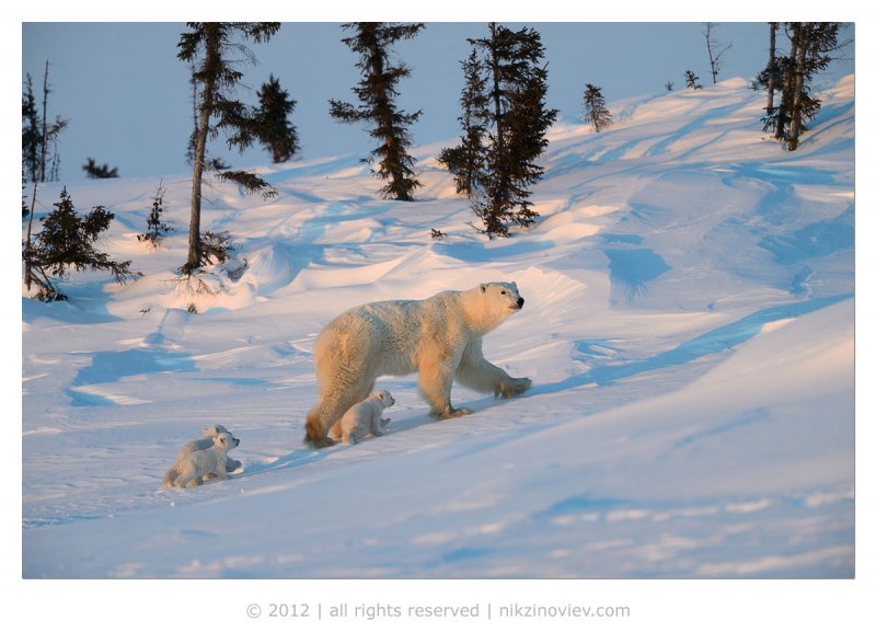 Берлога белого медведя (69 фото)