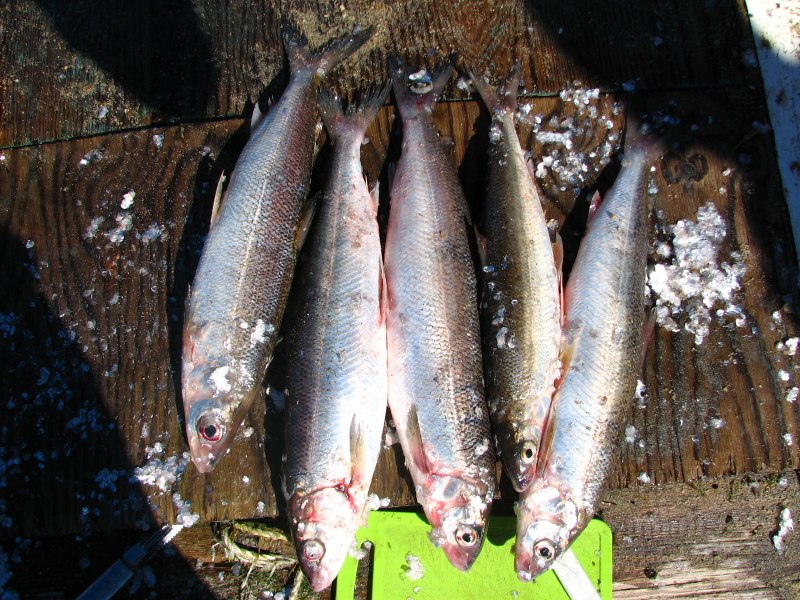 Пелядь Coregonus Peled