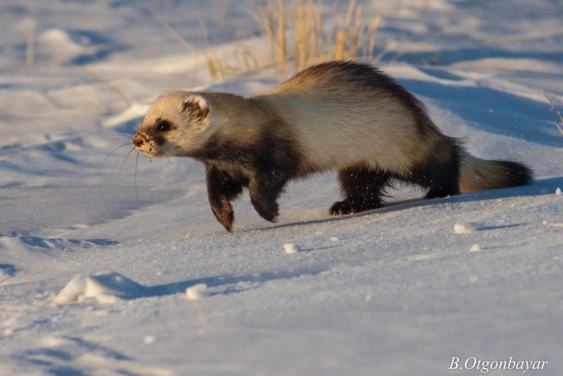 Светлый хорь – Mustela eversmanni