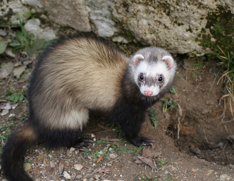 Хорёк Степной (лат. Mustela eversmanni)