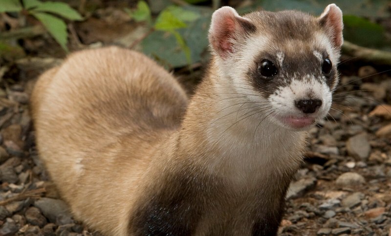 Хорёк Степной (лат. Mustela eversmanni)