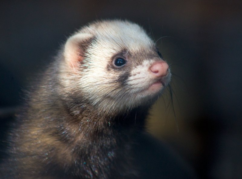 Хорёк Степной (лат. Mustela eversmanni)