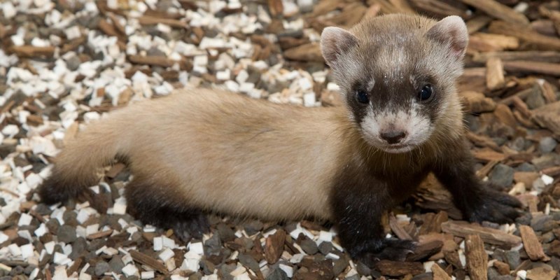 Хорёк Степной (лат. Mustela eversmanni)