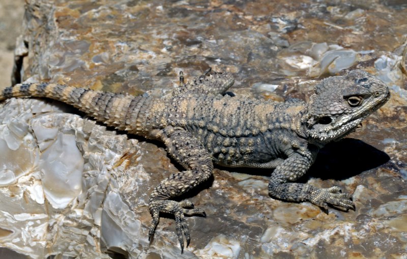 Laudakia Stellio cypriaca