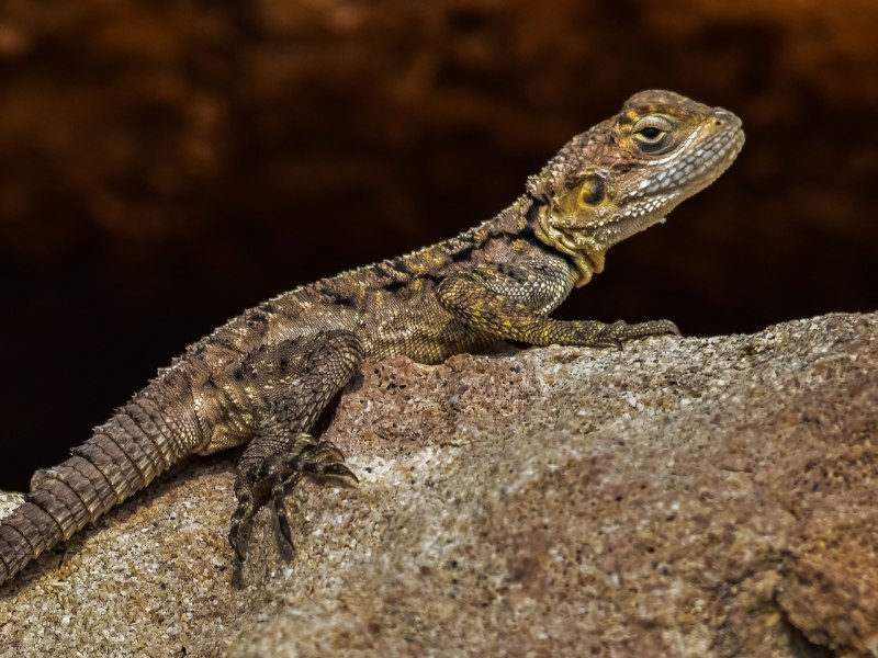 Stellagama Stellio