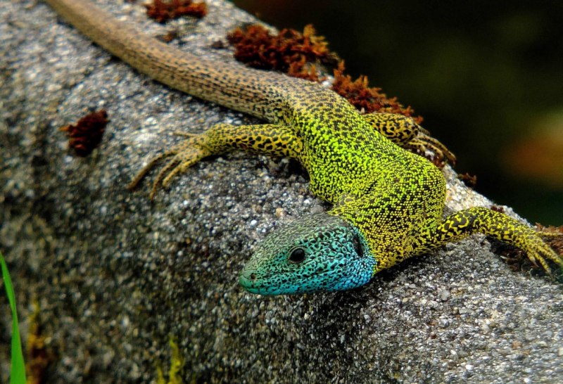 Reptile Crest