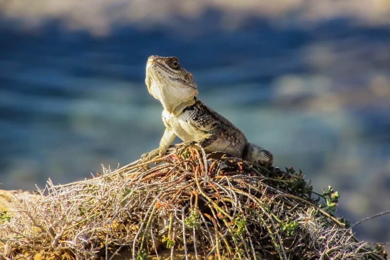 Stellagama Stellio