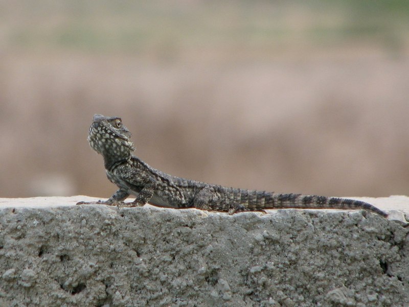 Stellagama Stellio