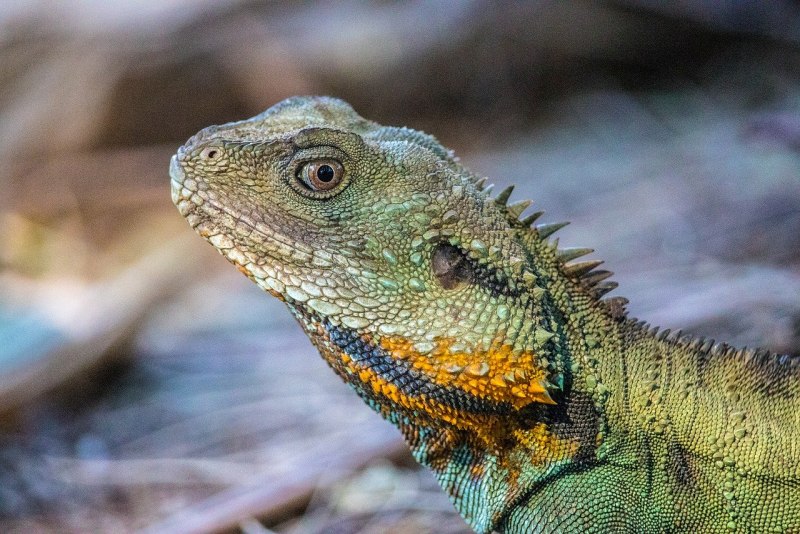 Desert Chameleon военный