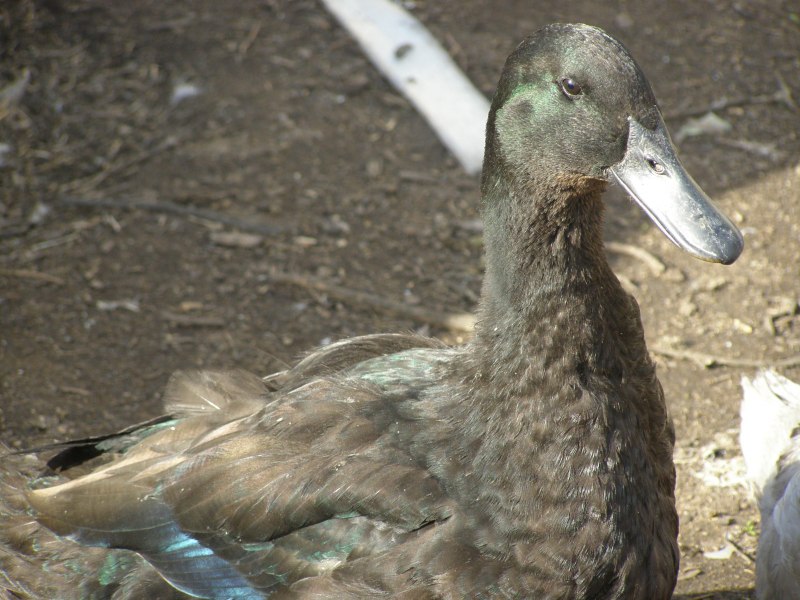 Американская Савка Oxyura jamaicensis