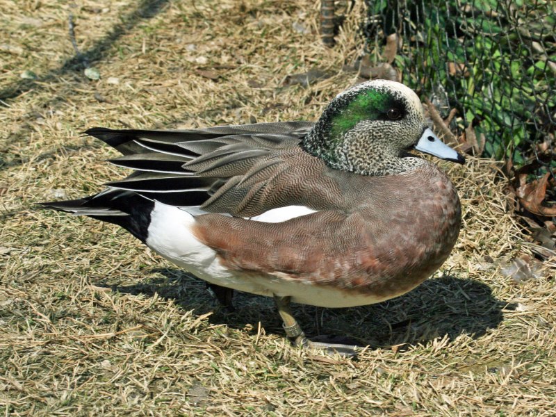 Американская Савка Oxyura jamaicensis