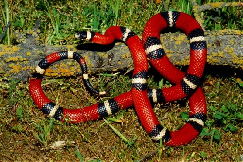 Королевская змея (Lampropeltis)