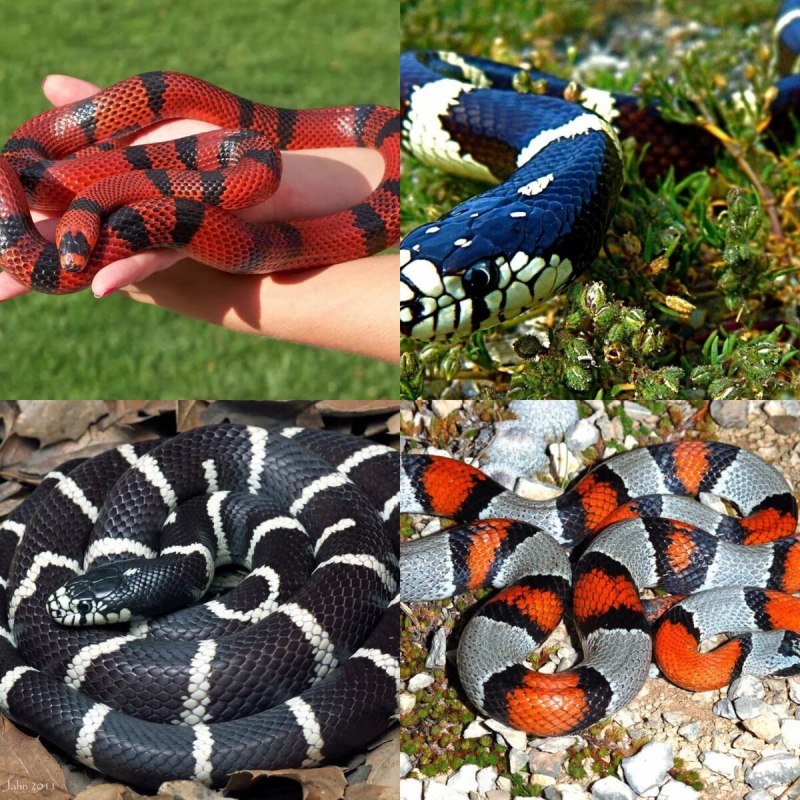 Молочная змея Нельсона Albino (Lampropeltis Triangulum nelsoni)