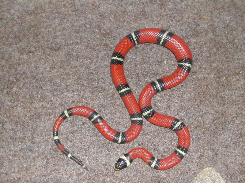 Синалойская молочная змея (66 фото)