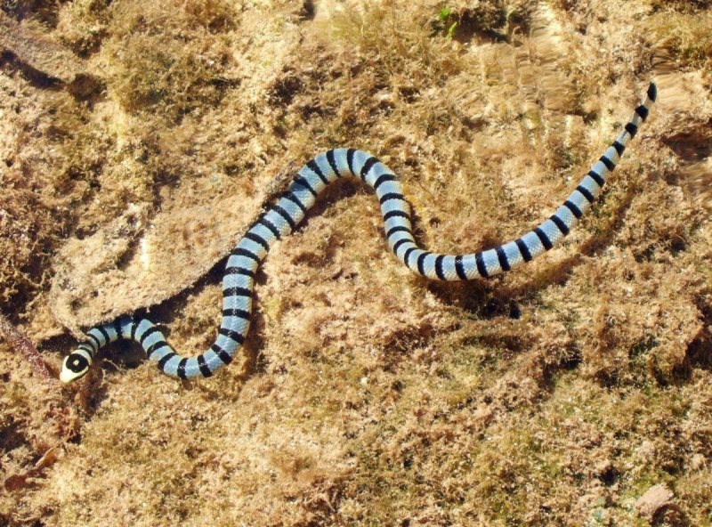 Carpet Python