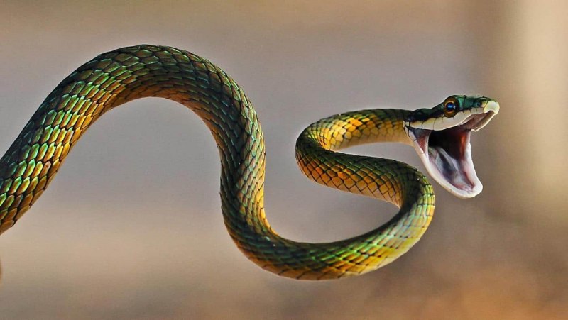 Yellow bellied Sea Snake