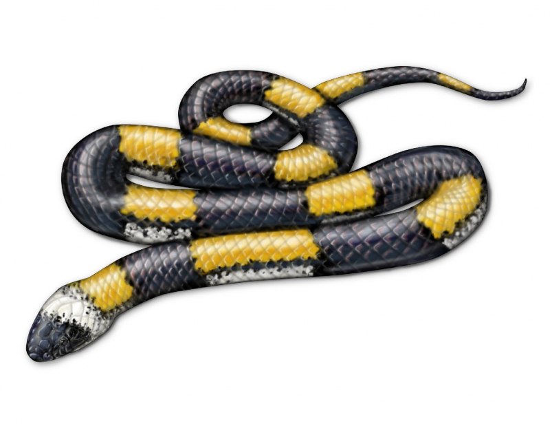 Pelamis platurus