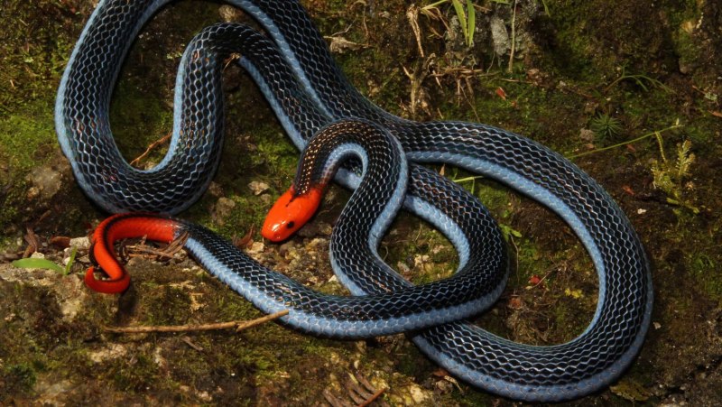 Blackneck Garter Snake