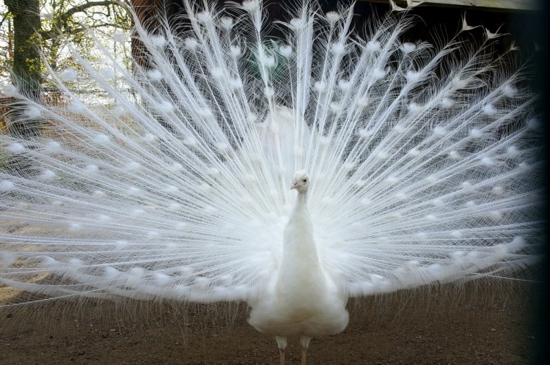 Pavo cristatus самец самка