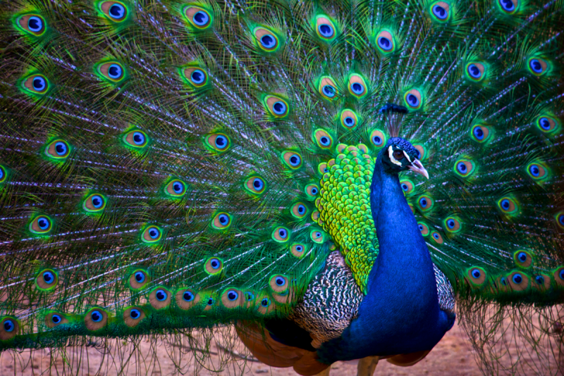 Павлин (Pavo cristatus)