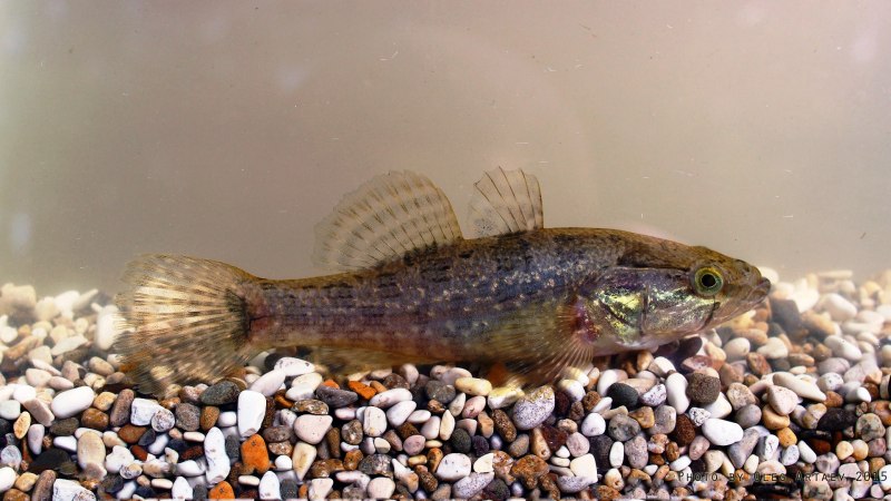 Perccottus cinctus