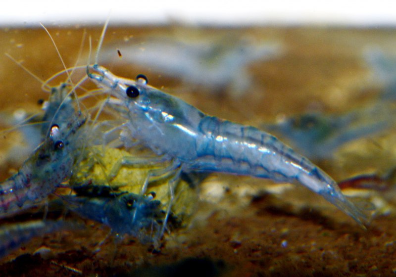 Креветки Neocaridina