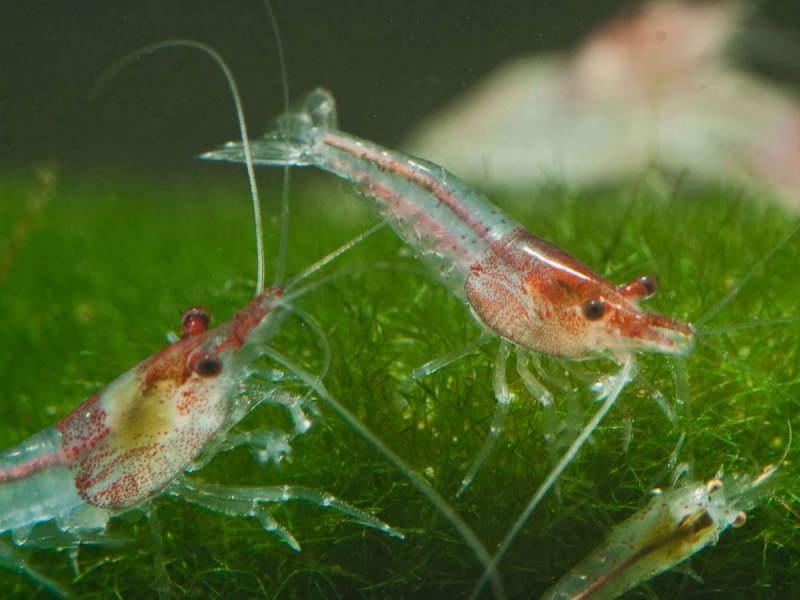 Креветка вишня Red Cherry Shrimp