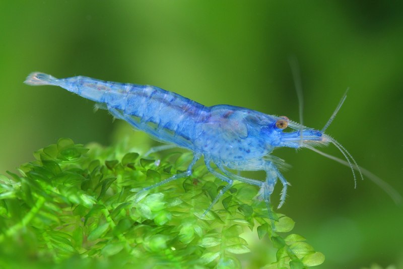 Креветка Снежинка - Neocaridina CF. Zhangjiajiensis var. White