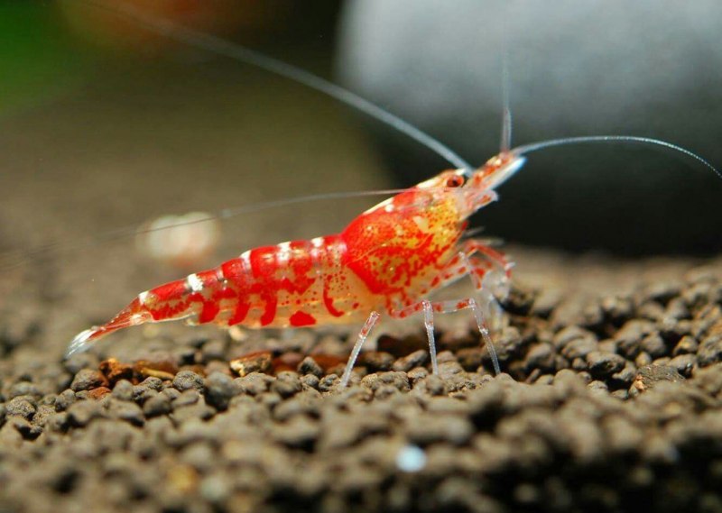 Креветки Neocaridina heteropoda