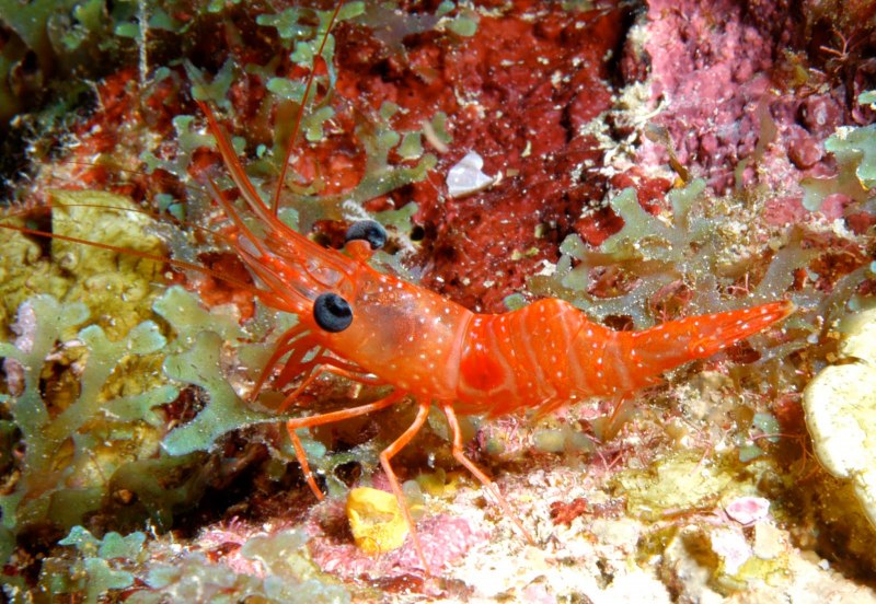 Cross Fish креветки Королевские