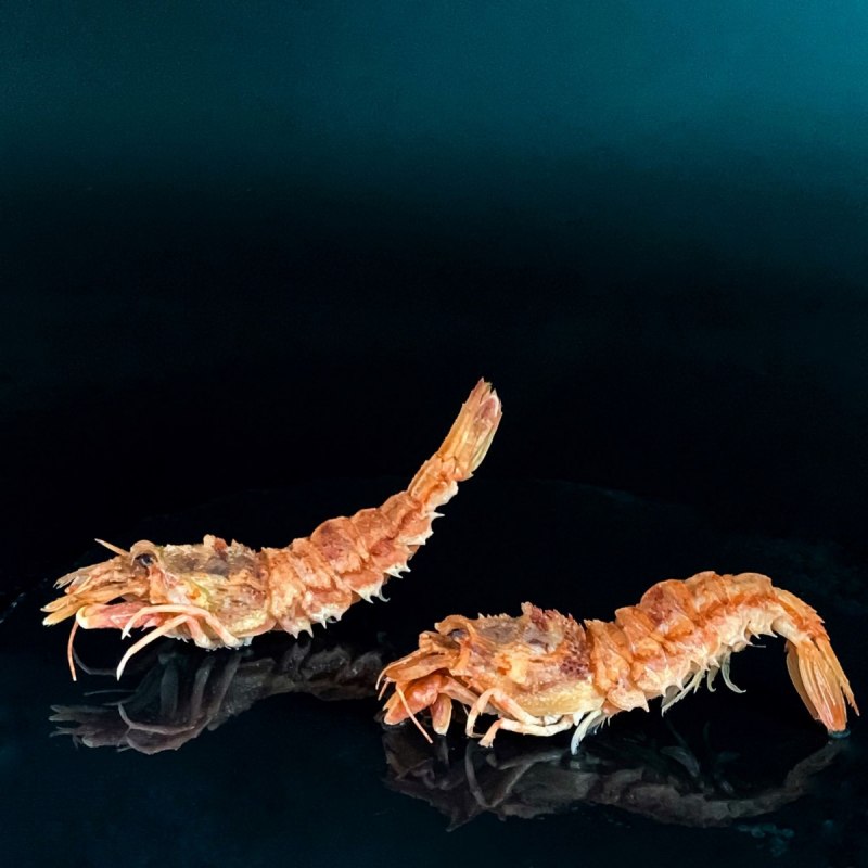 Neocaridina Shrimp King
