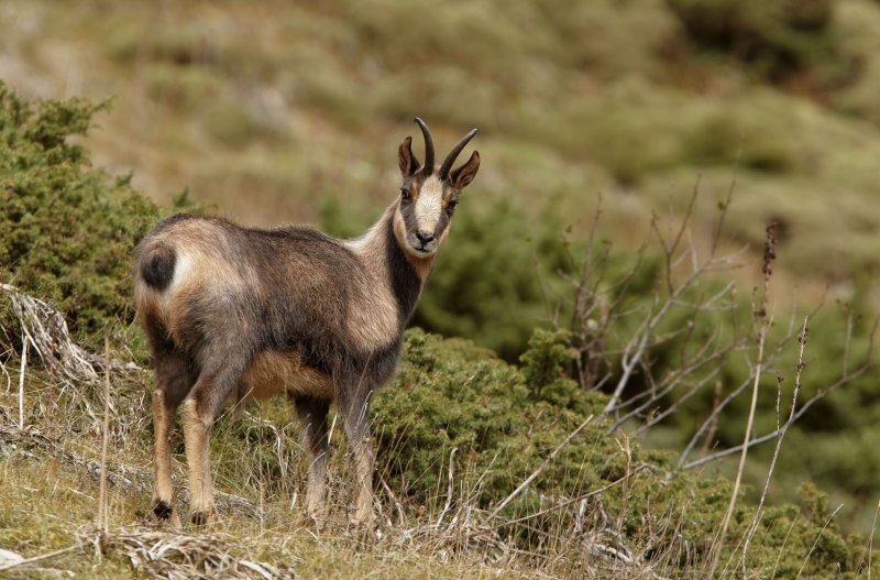 Серна (Rupicapra Rupicapra)