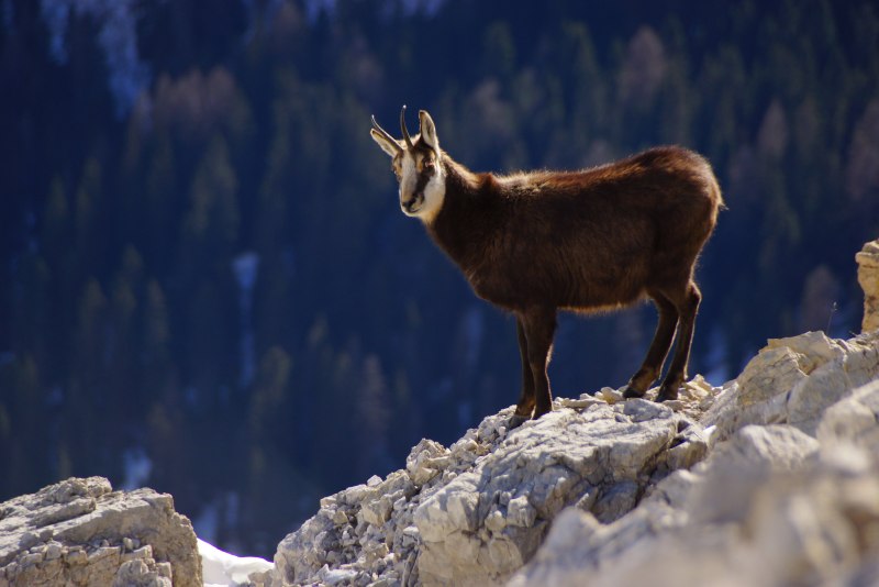 Серна (Rupicapra Rupicapra)