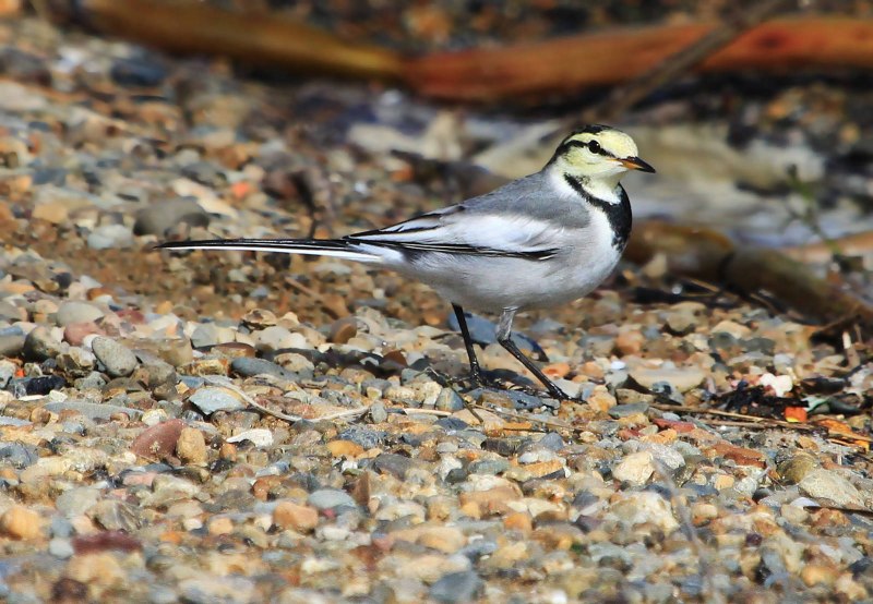 Motacilla lugens