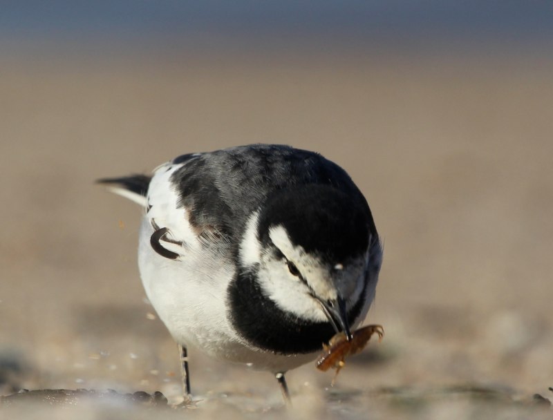 Камчатская трясогузка (Motacilla lugens)