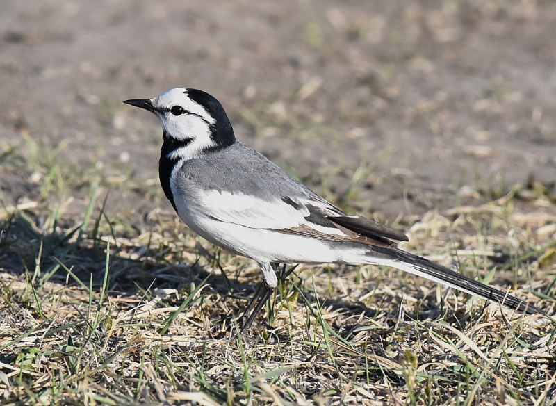 Белая трясогузка Motacilla Alba Север