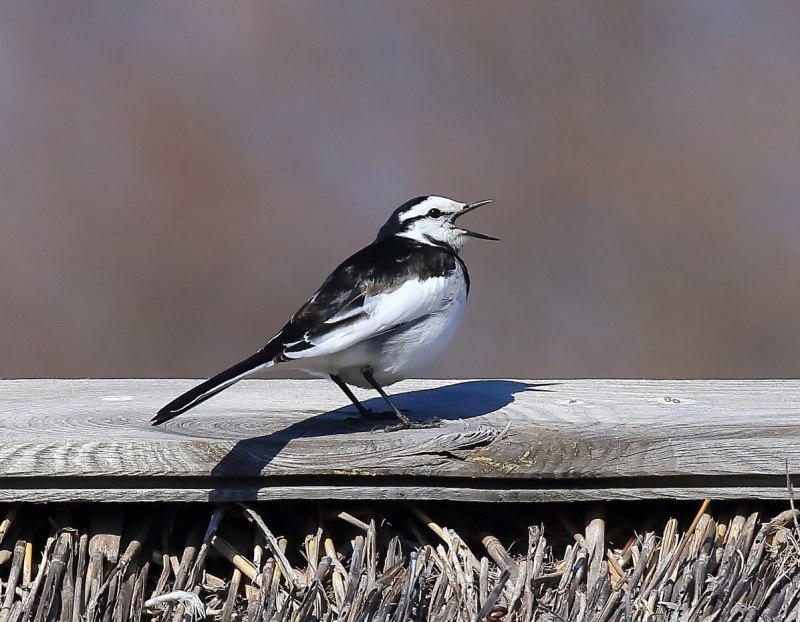 Motacilla lugens