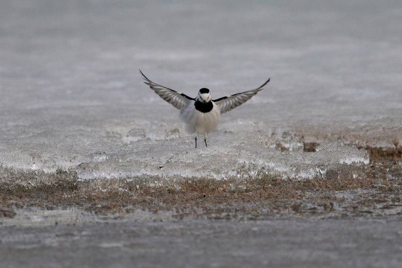 Белая трясогузка Motacilla Alba
