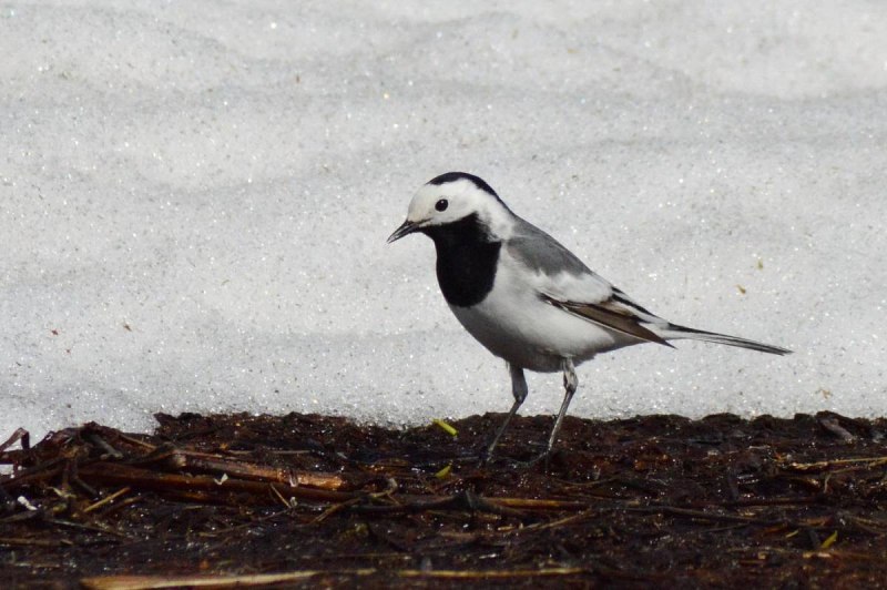 Motacilla personata
