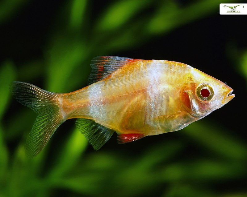 Барбус олиголепис (Oliotius oligolepis)