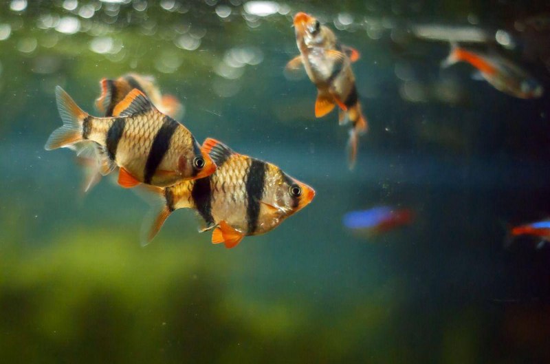 White Silver Tiger Barb
