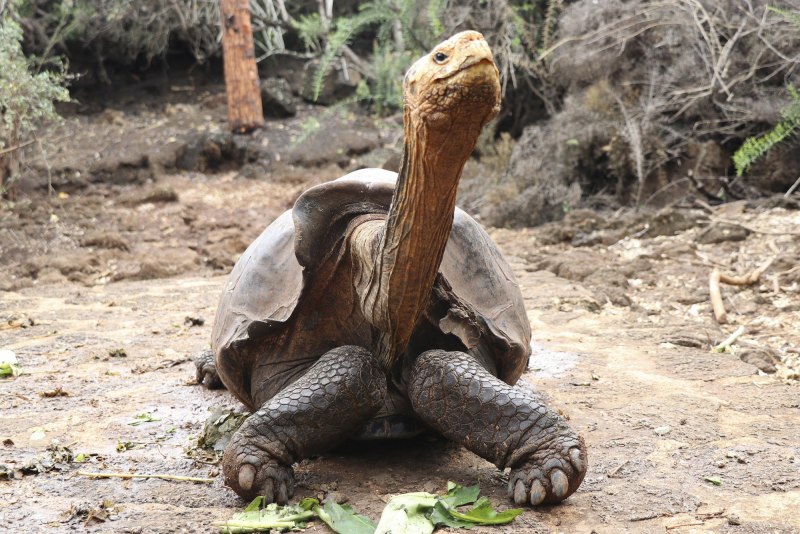 Галапагосская черепаха (65 фото)