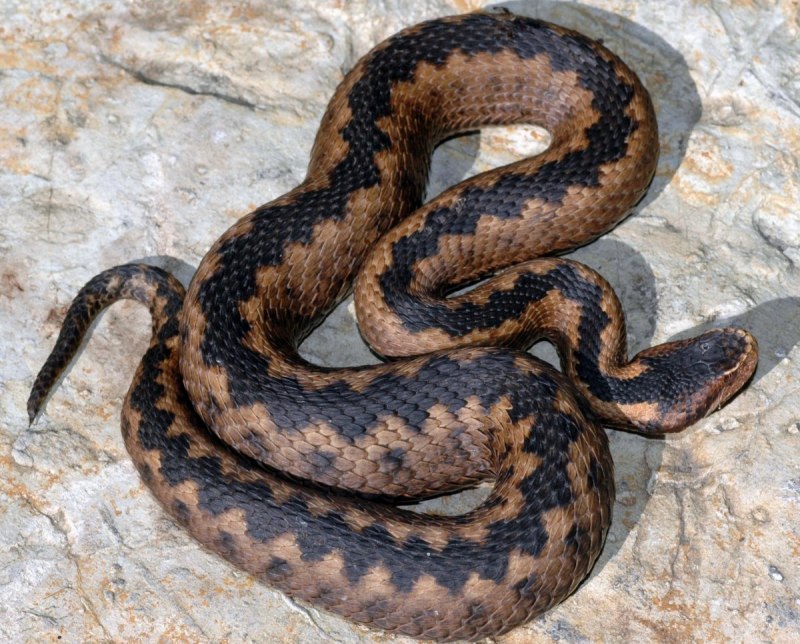 Земляная гадюка Vipera Aspis