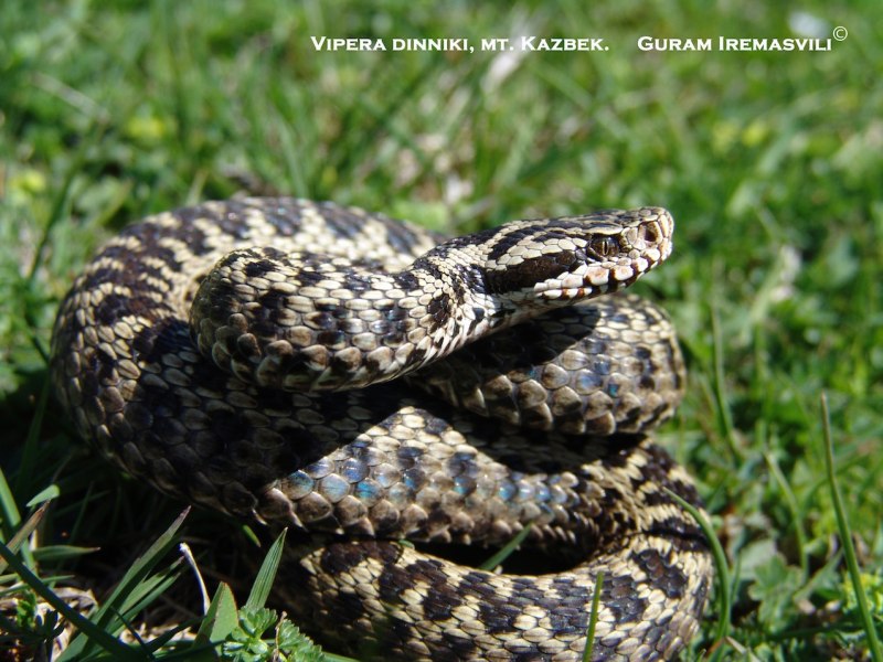 Гадюка Динника Vipera dinniki