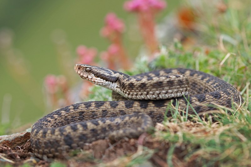 Гадюка Динника Vipera dinniki