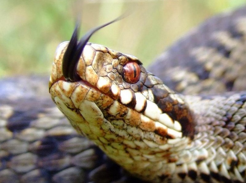 Vipera Aspis atra