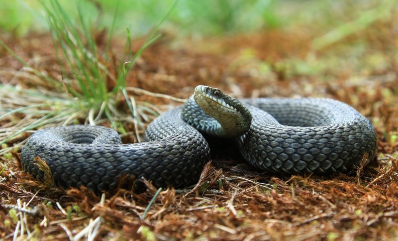 Hemorrhois hippocrepis