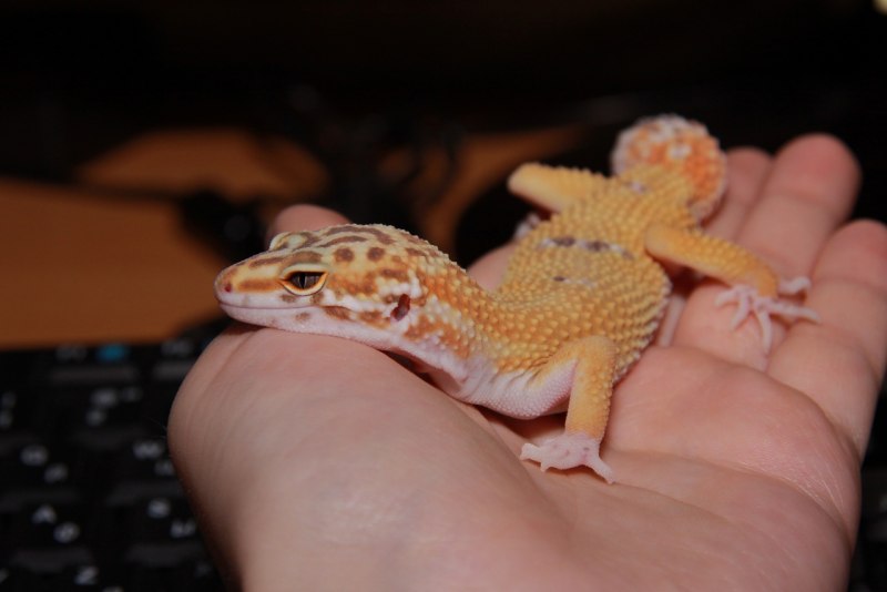 Leopard Gecko became Light without Skin change